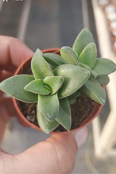 ÇİÇEKFLİX Loya hoya çiçeği   springtime uzayan sarkan cins   minik 5.5cm