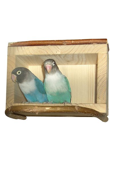 Alyones Bird Nest with Rings - Natural Wood Seat and Shelter, Presents Comfortable Rest for Birds