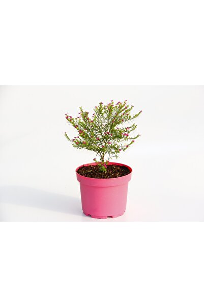 Tunç Botanik CENNET ÇİÇEĞİ - PEMBE SAKSIDA HEDİYELİK