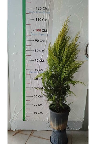 fidanciyiz Limon Kokulu Limoni Servi Fidanı SAKSILITÜPLÜ 1 M B0YUNDA  (Limoni...