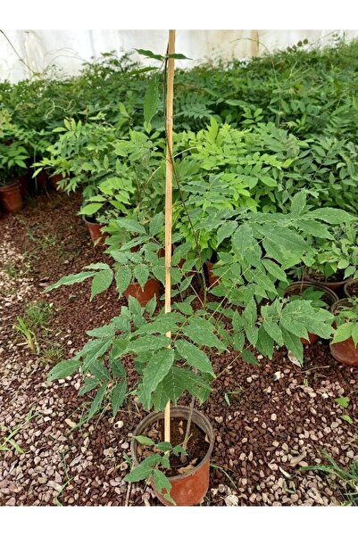 Tunç Botanik MOR SALKIM FİDANI 80-100 CM SARILICI BİTKİ