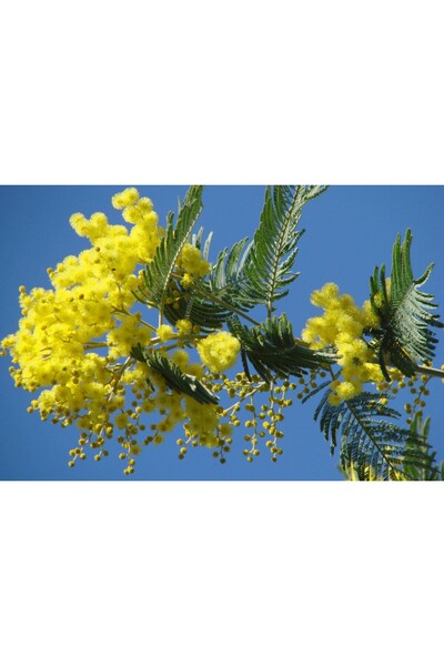 bitkifidan 3 Yaş Aşılı Mimoza (akasya) Fidanı