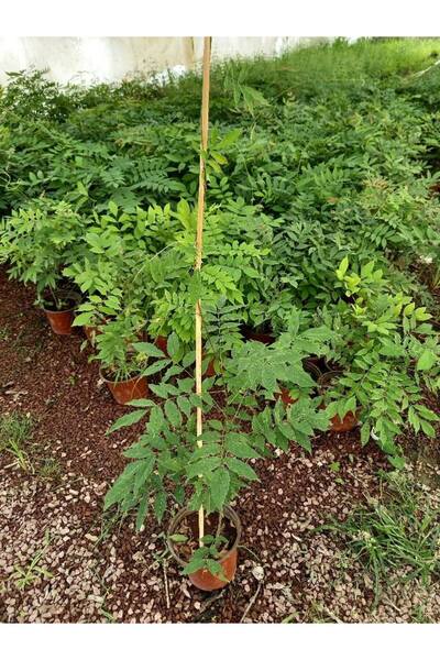 Tunç Botanik MOR SALKIM FİDANI 80-100 CM SARILICI BİTKİ