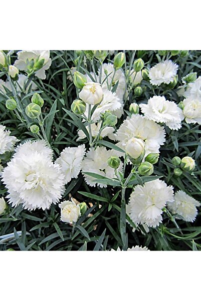 Tunç Botanik BEYAZ ÇİN KARANFİLİ ÇİÇEĞİ 5 ADET