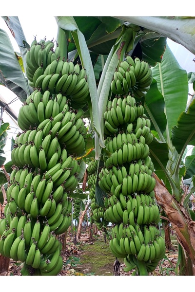 DRZ TARIM Anamur Muzu Yeşil 1 KG