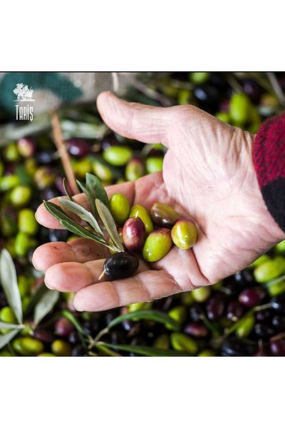 Tariş Tarş Olive Oil Soap 800 Gram X 3 Pieces