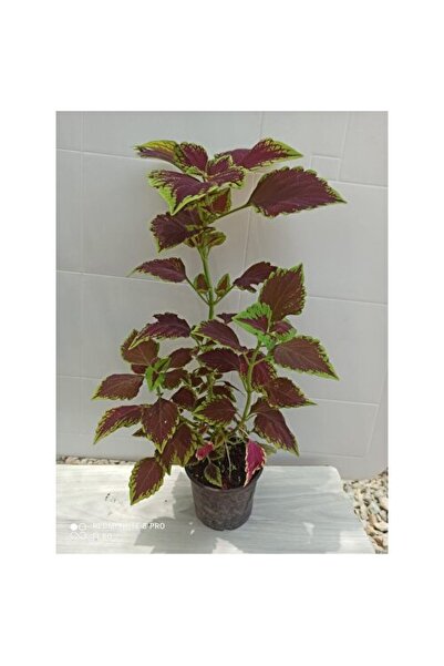 Mimoza Yaprak Güzeli Yaprağı Güzel Çiçeği 10-20 cm