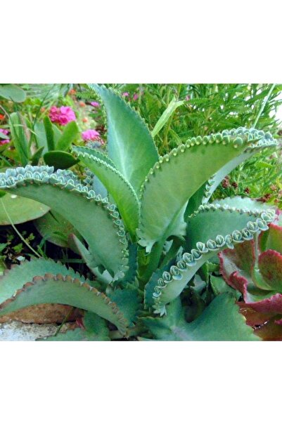cantropikal Kalanchoe Laetivirens - Aşkın Gözyaşı, Binlerin Annesi - Sukulent