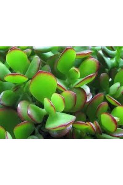 cantropikal Crassula Ovata Obliqua, Sivri Yapraklı - Para Ağacı - Bonsai