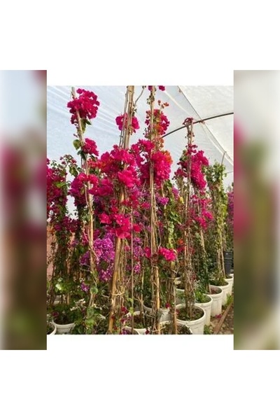 CC Begonvil Sarmaşığı Fidanı(Gelin Duvağı) Sarılıcı Mor Tırmanıcı  Saksıda ( 50 ) CM