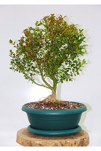 Tunç Botanik Bonsai Buxus - 7 Yaşında Hediyelik Bonsai