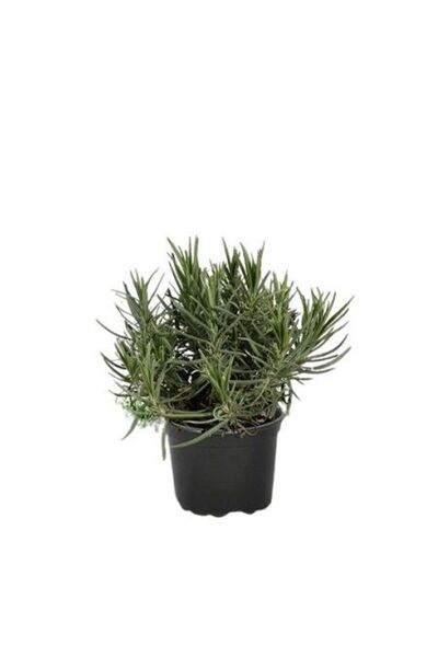 Genel Markalar Mezarlık Kabristan İçin Lavanta Fidanı 15-25 Cm 1 Adet