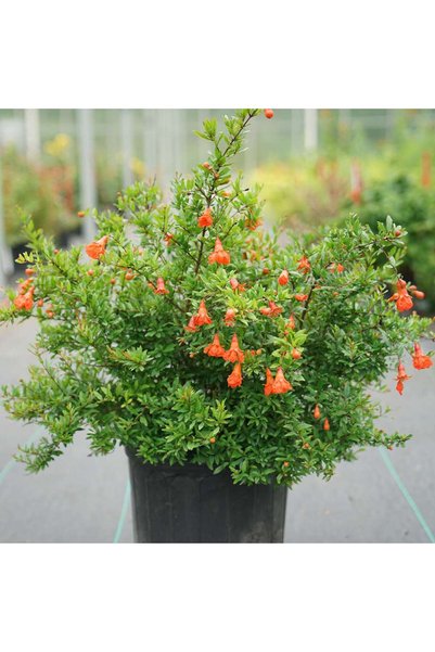 tnc garden groups Bodur Süs Narı – Punica Granatum “Nana”