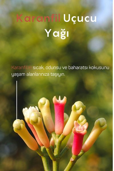Gülhanya Aromaterapi 10ml Clove Essential Oil
