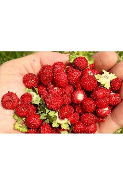 Tunç Botanik DAĞ ÇİLEĞİ FİDANI 3 ADET - KOCAYEMİŞ