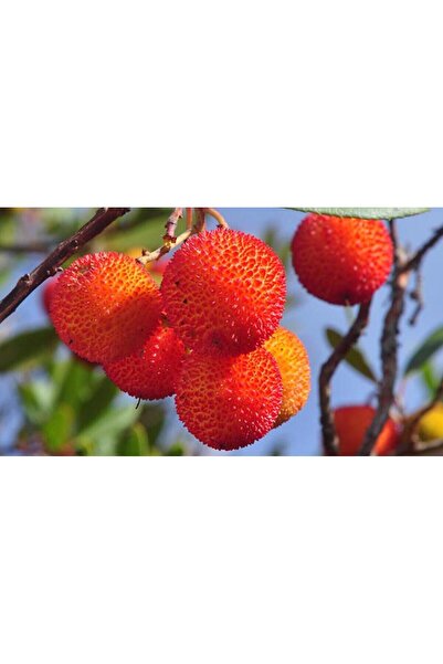 Tunç Botanik DAĞ ÇİLEĞİ FİDANI 3 ADET - KOCAYEMİŞ