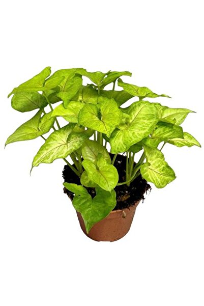 Mimoza Melek Kanadı Çiçeği Fidanı 20-40 cm