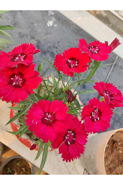 Gardenbox Hüsnüyusuf Çiçeği Fidanı (Sweet William) KIRMIZI Mini Saksılı 1 ADET