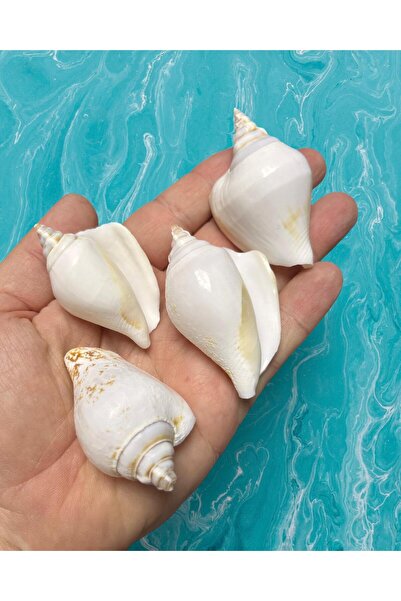 Flea Market صدف حقيقي - ألبوم سومنيوم - بدون ثقب - (4 قطع)