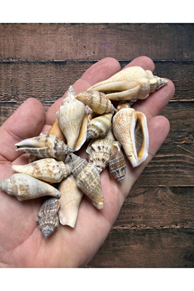 izmir Bitpazarı Gerçek Deniz Kabuğu - Giant Nassa - Deliksiz - ( 60gr ort. 14...