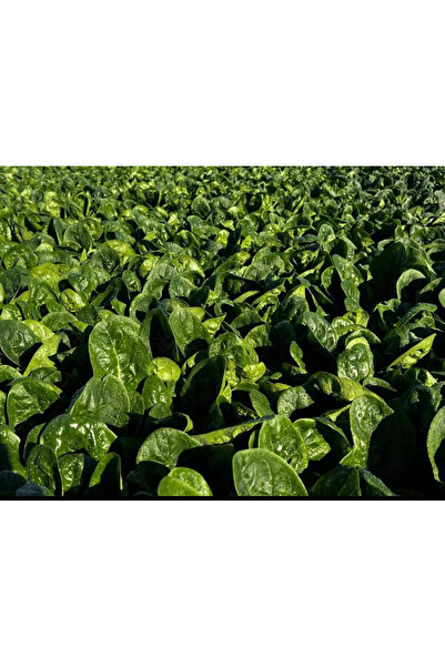 SYNGENTA El lucio ıspanak tohumu 1KG