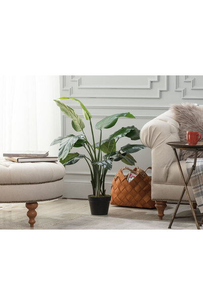 Madame Coco Floralies Saksılı Bitki