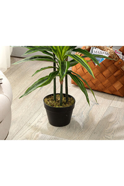 Madame Coco Jonquille Saksılı Bitki