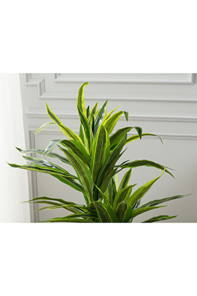 Madame Coco Jonquille Saksılı Bitki