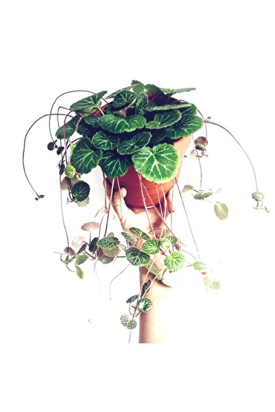 tnc garden groups Gelin Teli Çiçeği – Begonia Saxifraga (Askılı Saksıda)