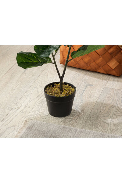 Madame Coco Tilleul Saksılı Bitki