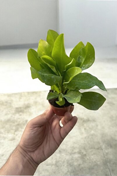 ÇİÇEKFLİX İç mekan bitkisi ev ve balkonda bakılır cins  pembe  euphorbia taç çiçeği minik 16.17cm