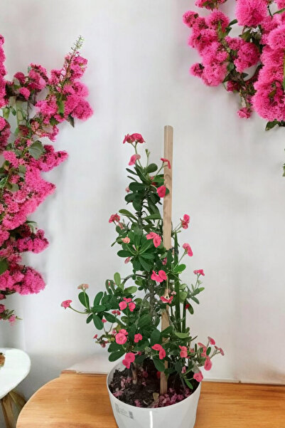 ÇİÇEKFLİX Bodur olan cins  pembe  taç çiçeği minik 16.17cm