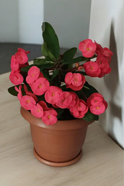 ÇİÇEKFLİX İç mekan bitkisi ev ve balkonda bakılır cins  pembe  euphorbia taç çiçeği minik 16.17cm