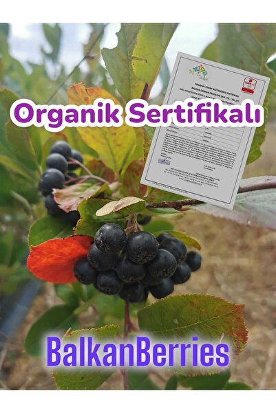 Genel Markalar Taze Aronya Meyvesi Organik Sertifikalı Aronia 1000 Gr.