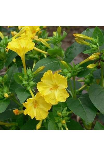 Birtutamrenk Mirabilis Jalapa Sarı Akşam Sefası 10 Adet Tohum