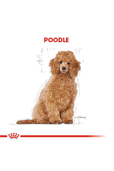 Royal Canin Poodle Junior Yavru Köpek Maması 3 Kg