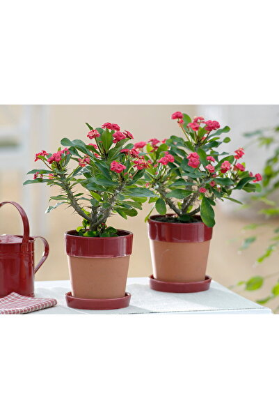 tnc garden groups Dikenler Tacı - Euphorbia milii Kırmızı