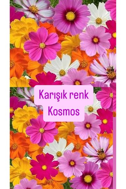 Birtutamrenk Yerli tohum Karışık renk kosmos 15+ adet tohum