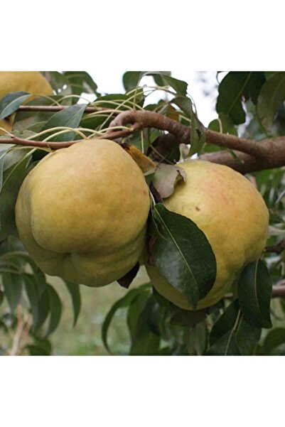 FİDAN SEPETİM 4 Yaş Aşılı Deveci Armut Fidanı *Yarı Bodur*