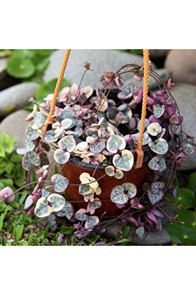 EvveBahce Sarkıcı Ceropegia Woodii Kalp Kalbe Karşı Sukulent Yumrusu (2 Adet)