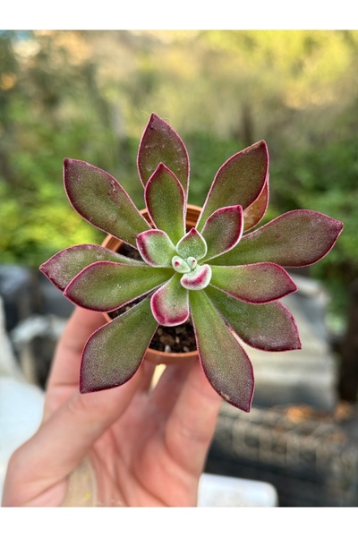 SukuLand Echeveria Pulvinata Devotion Ithal Koleksiyonluk Özel Tür Sukulent 5,5cm Saksıda