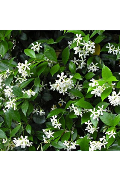 CC Yasemin Çiçeği-Arap Yasemini (Jasmin Estrella 140-180 cm)