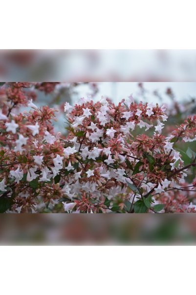 CC Abelya-Büyük Çiçekli Kelebek Çalısı (Abelia Grandiflora 20-40 Cm)