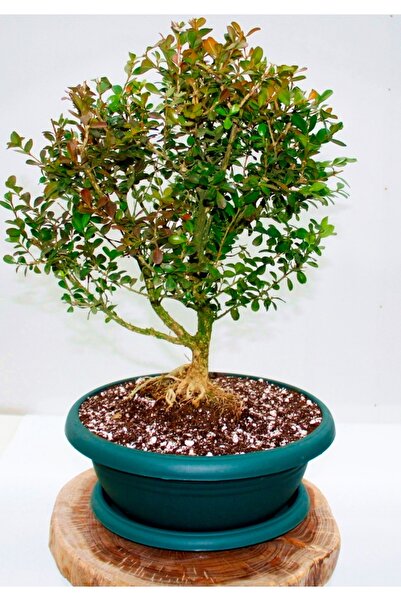 Tunç Botanik Bonsai Buxus - 7 Yaşında Hediyelik Bonsai