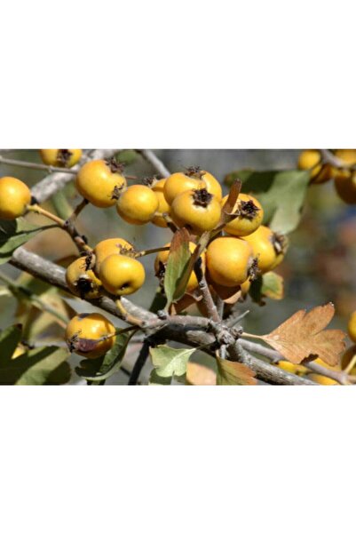 Bahçem Fidancılık Sarı Alıç Fidanı- Iri Meyveli - Açık Köklü