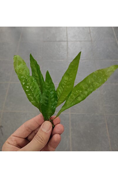 Marimo Scape Kum Istemeyen Basit Akvaryum Bitkisi Java Fern 4-6 YAPRAK