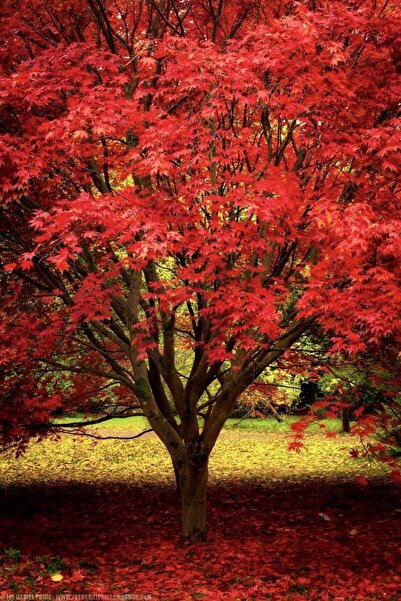 Tunç Botanik KIRMIZI AMERİKAN MEŞESİ FİDANI 5 ADET - KIZIL MEŞE