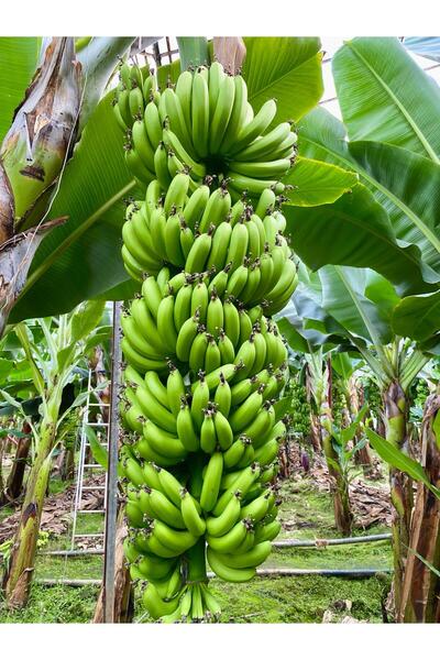 ANAMUR DALINDAN Anamur Muzu 1 kg