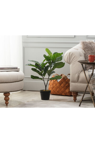 Madame Coco Tilleul Saksılı Bitki