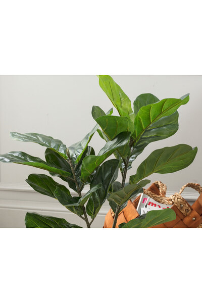 Madame Coco Tilleul Saksılı Bitki